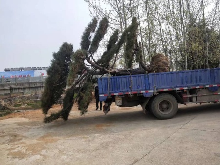 山西景觀松發貨