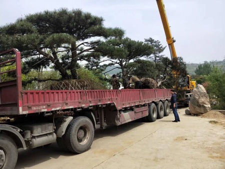 造型景觀松發天津