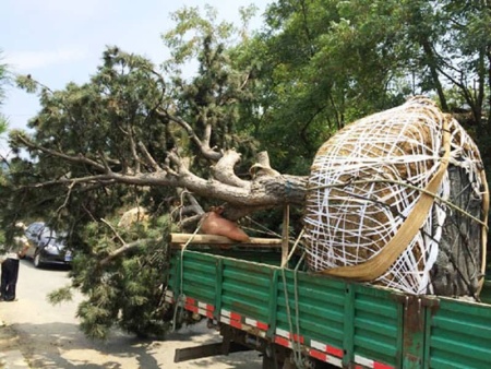 景觀松發貨現場