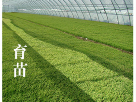 育苗