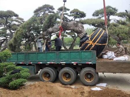 造型景觀松發青島