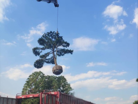 造型松裝車發江蘇