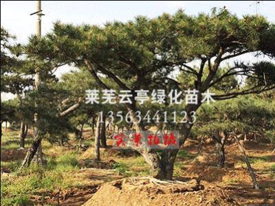 景观松树,泰山迎客松,亚博体育油松,平顶松-山东莱芜云亭绿化苗木合作社
