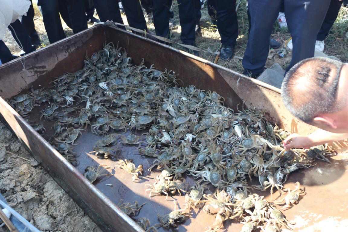 鯰魚溝河蟹宣傳片