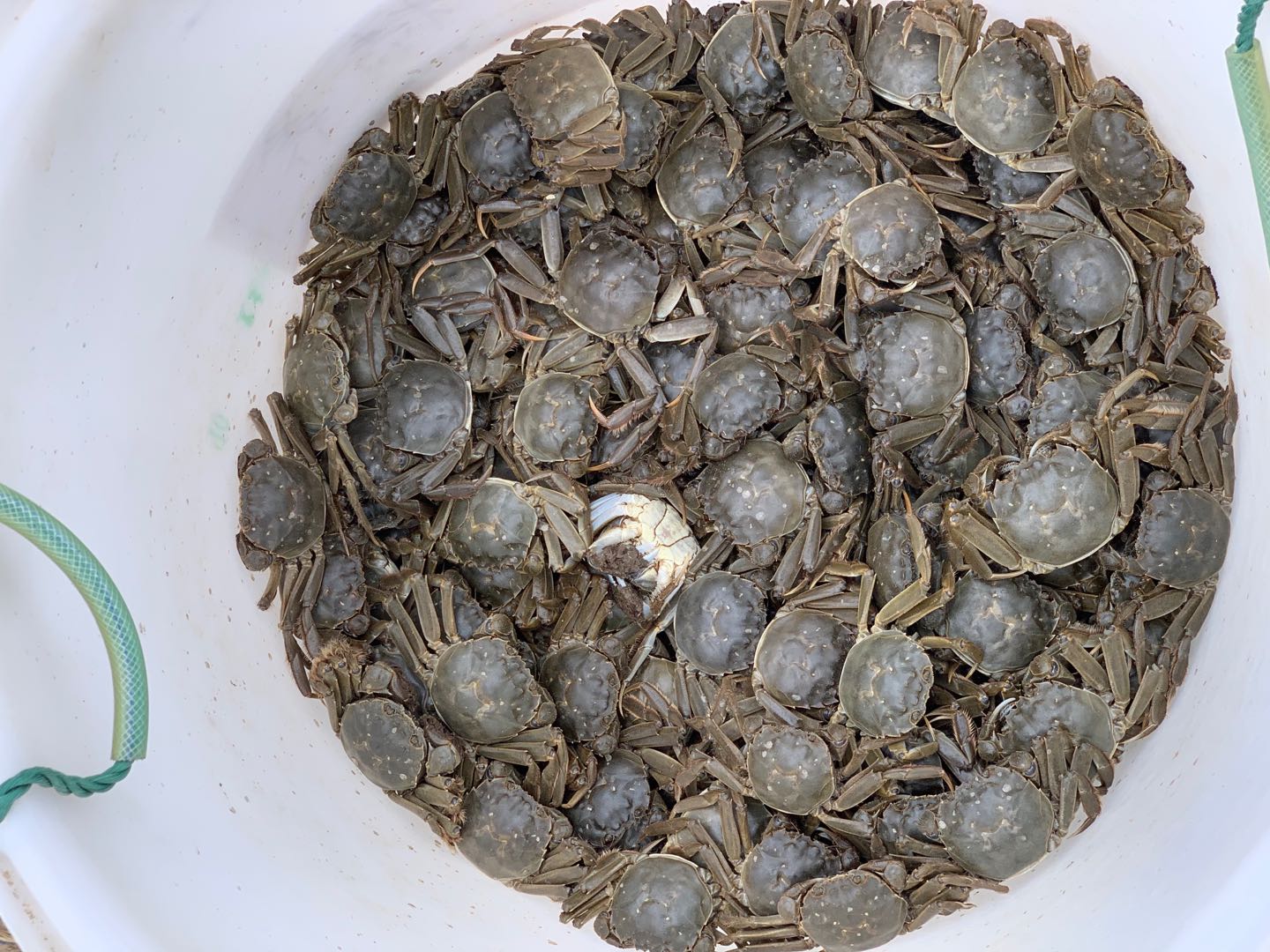 黑龍江大慶肇源縣鯰魚溝養(yǎng)魚場(chǎng)8萬斤蟹苗入水