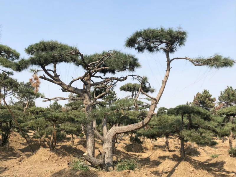 造型油松