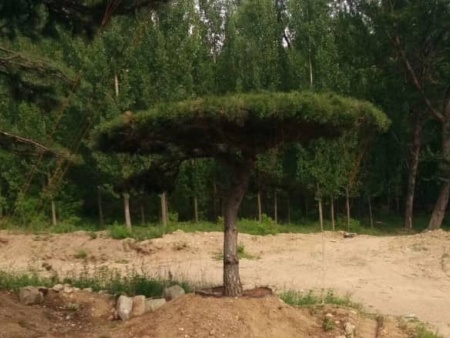 泰安造型松基地