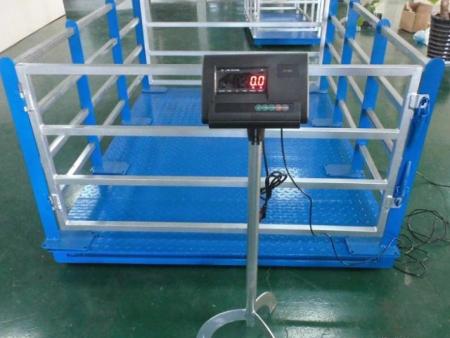 牧场农村牲畜秤犊牛秤应用