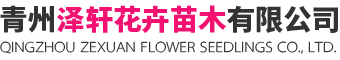 青州泽轩花卉苗木有限公司