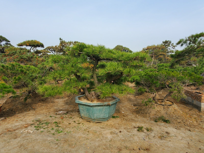 黑松盆景在立冬后會發生什么變化，泰安黑松基地來回答