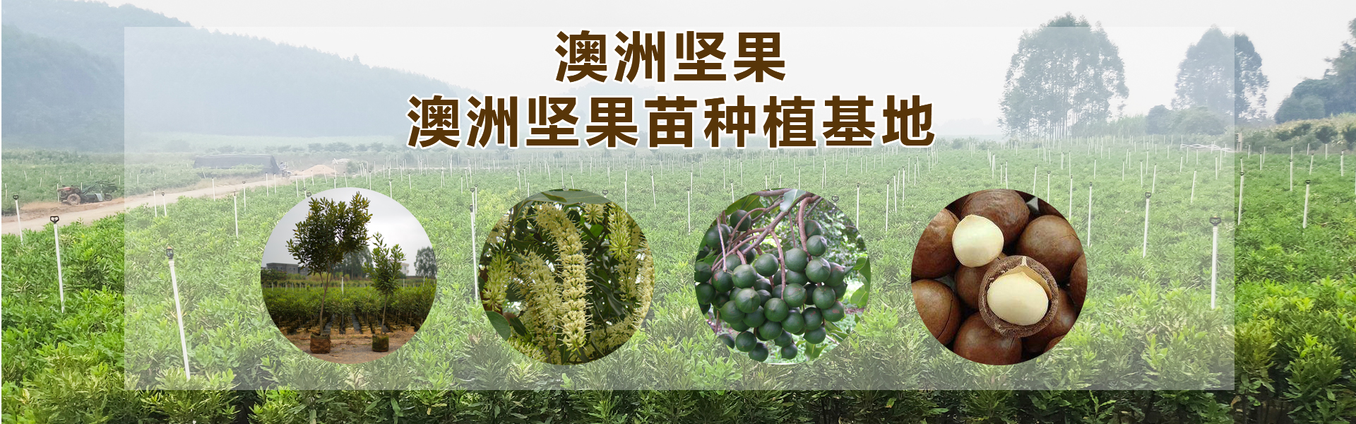 坚果苗种植基地-供应广西品种好的广西澳洲坚果苗