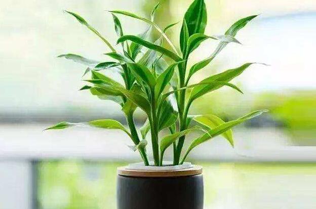 重庆富贵竹种植