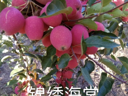 锦绣海棠（鸡心果）