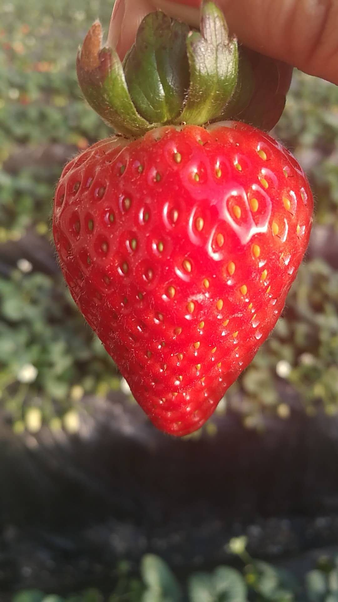 沈阳草莓种苗种植怎么起垄