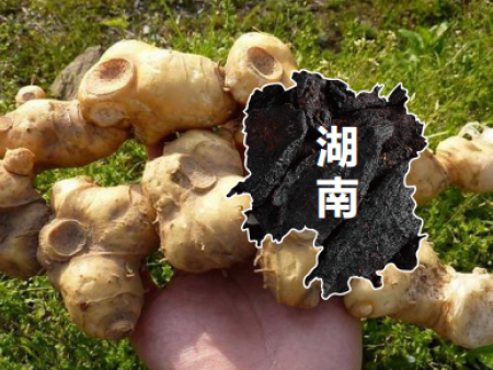 服用黄精鹿鞭调理反应都有哪些