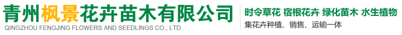 青州枫景花卉苗木有限公司