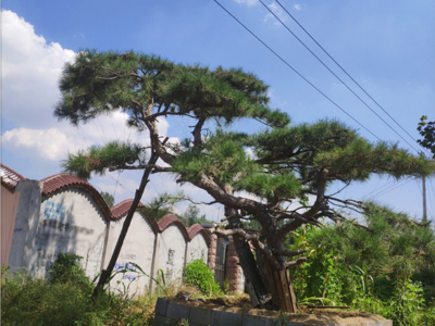 景观松树,泰山迎客松,亚博体育油松,平顶松-山东莱芜云亭绿化苗木合作社