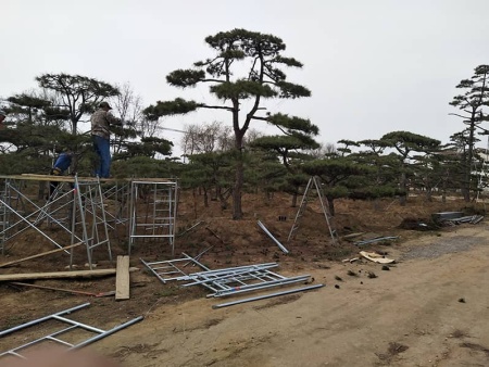 造型油松价格表