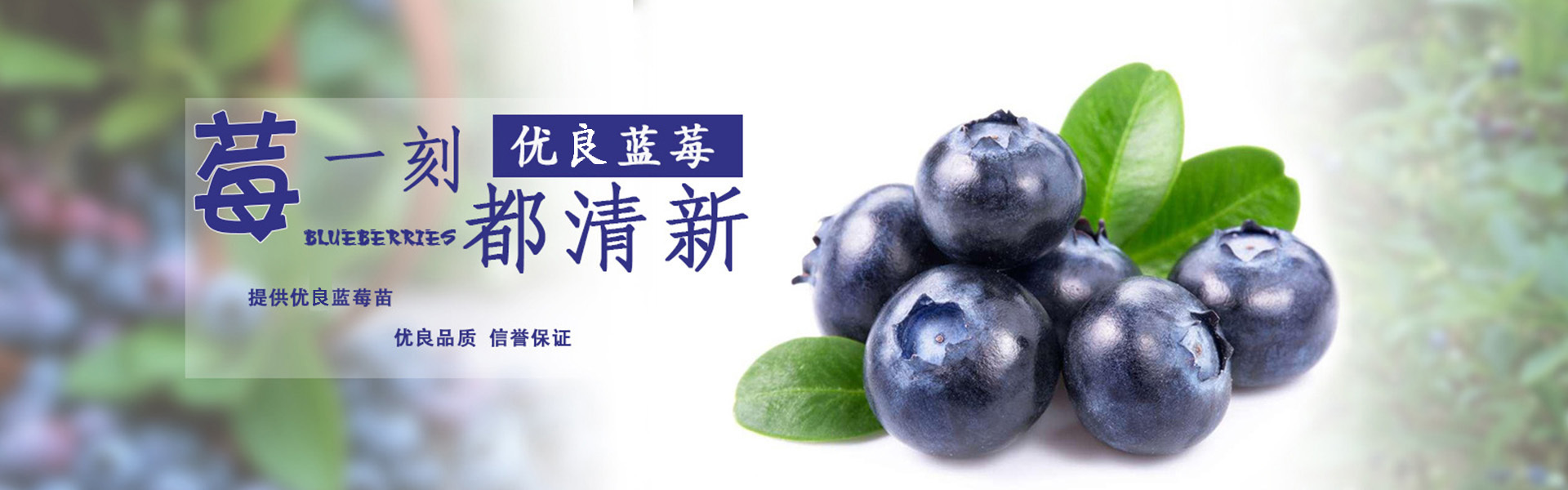 藍莓種苗