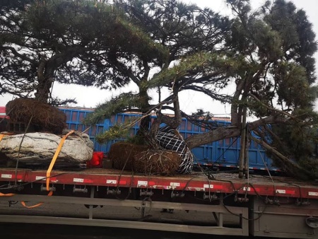 造型景观松装车