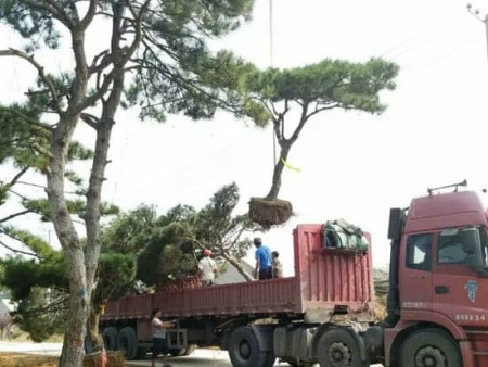 莱芜平顶松基地发货