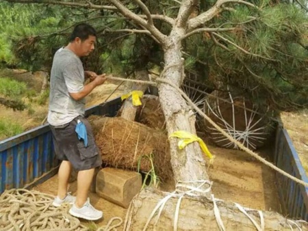 山东景观松基地发货
