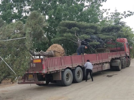 杭州造型油松发货