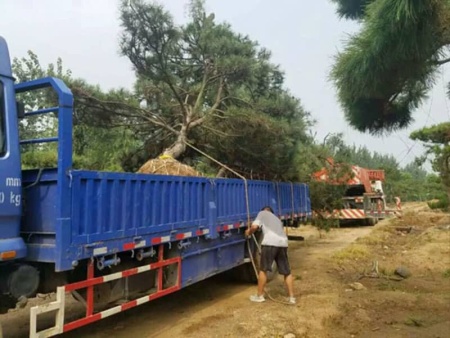 山东景观松发货现场