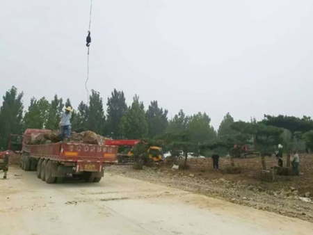 山东造型松发货现场