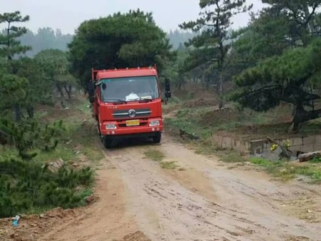 造型松发货现场