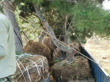 山东造型松发货现场