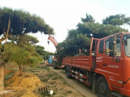 山西造型松装车发货