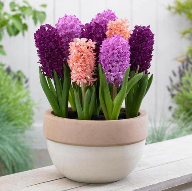 水生植物种植