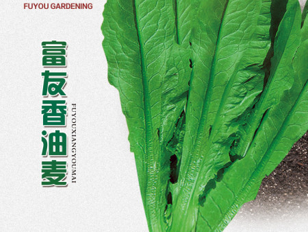 沈阳蔬菜种子处理方法