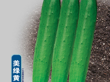 美绿黄瓜