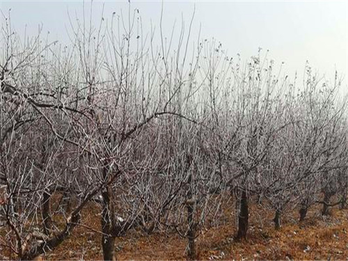 生物有機肥料與生物菌肥到底有什么區(qū)別？