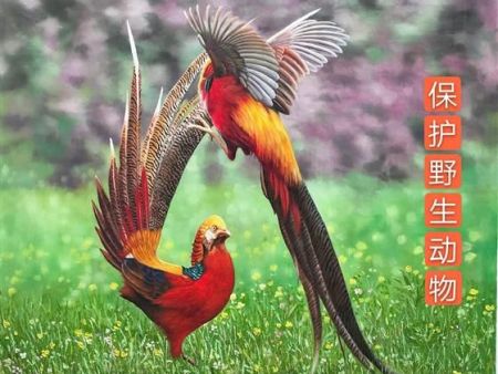 與 野 生 動 植 物 分 享 盛 世