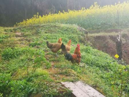 53135d86f8446590cb6706f4e7653b6