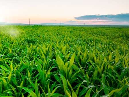 湖北新丹利生态工程有限公司是集科研、开发、生产销售于一体的高新技术企业。