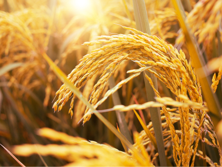 湖北新丹利生态工程有限公司是集科研、开发、生产销售于一体的高新技术企业。