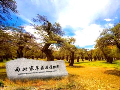 甘肃大漠福林沙棘茶,大漠福林沙棘袋泡红绿茶,原生态沙棘叶粉,沙棘鸡,沙棘鸡蛋-兰州西北寒旱药用植物园有限公司