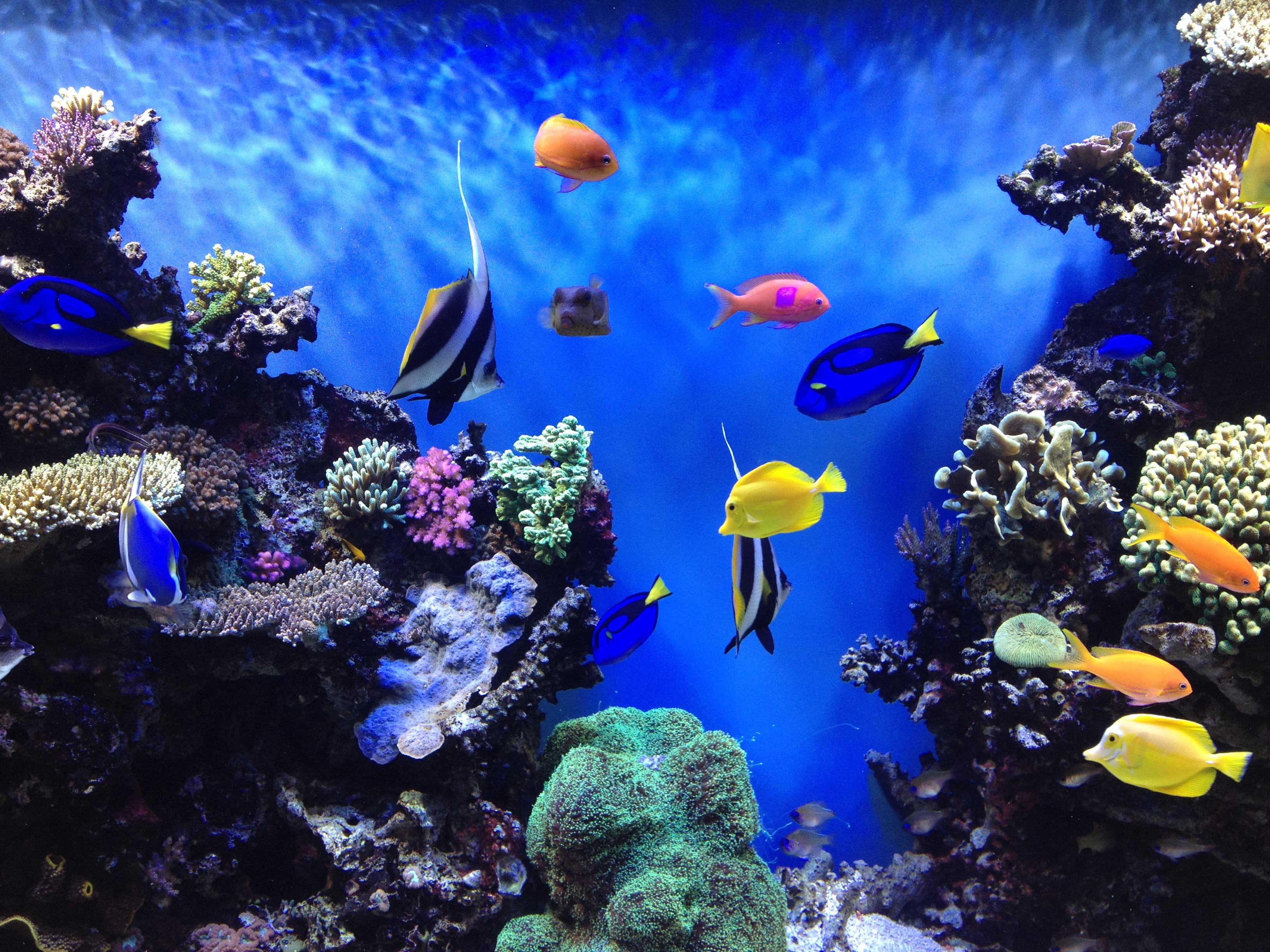 沈阳市和平区佳和水族用品养护服务中心
