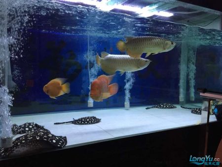 沈阳鱼缸维护|鱼缸能用一辈子吗？日常使用时，应该如何保持鱼缸的清洁？