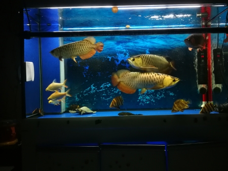 鱼缸维护