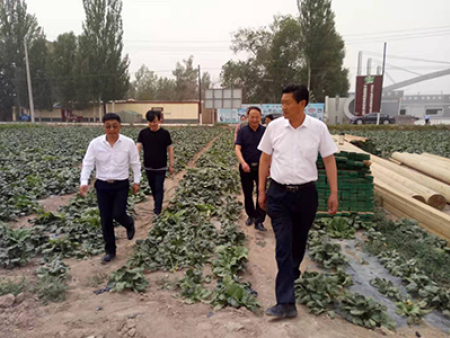 区领导视察工作