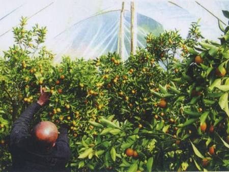 茂金属金桔专用膜