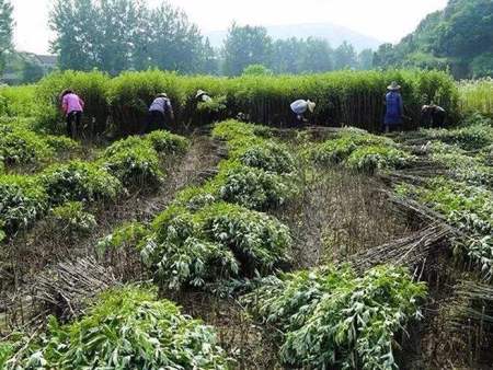 驱寒祛湿“艾草”什么时候收割比较好？