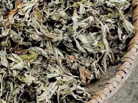 艾草的功效与作用