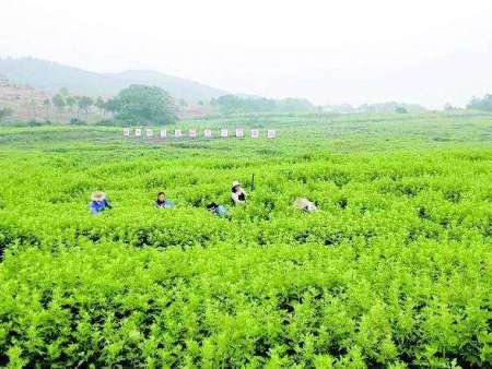 艾草的种植方法和管理技术