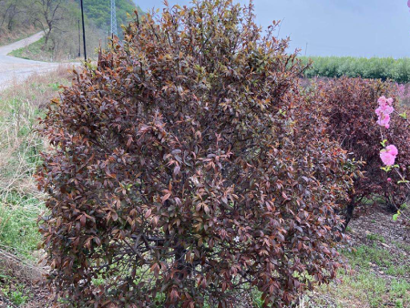 紫叶稠李苗木基地：绿化树紫叶李的果子能吃吗？